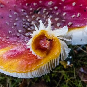Thumbnail Image 1