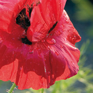 Thumbnail Image 1